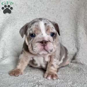 Greta, English Bulldog Puppy