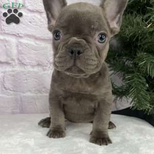 Paisley, French Bulldog Puppy