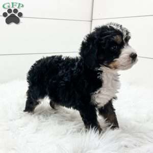 Scout, Bernedoodle Puppy