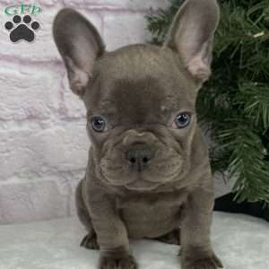 Paisley, French Bulldog Puppy