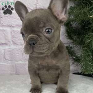 Paisley, French Bulldog Puppy