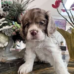 Archie, Cocker Spaniel Puppy