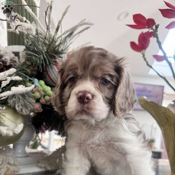 Archie, Cocker Spaniel Puppy
