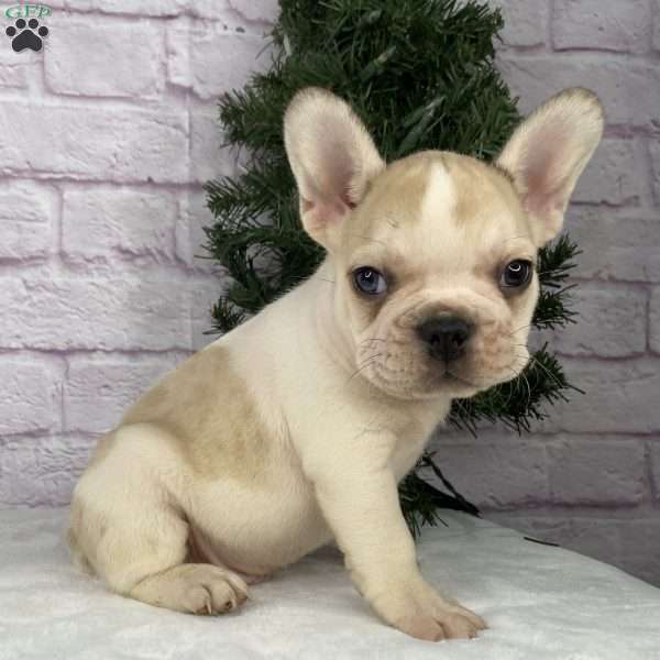 Rambo, French Bulldog Puppy