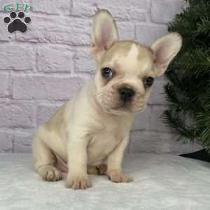 Rambo, French Bulldog Puppy