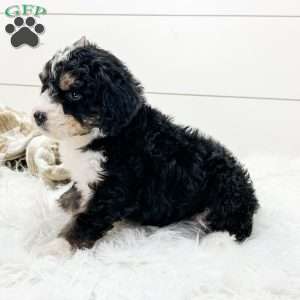 Willow, Bernedoodle Puppy