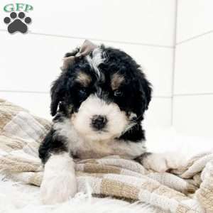 Willow, Bernedoodle Puppy