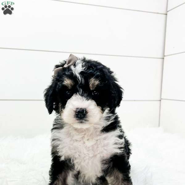 Willow, Bernedoodle Puppy