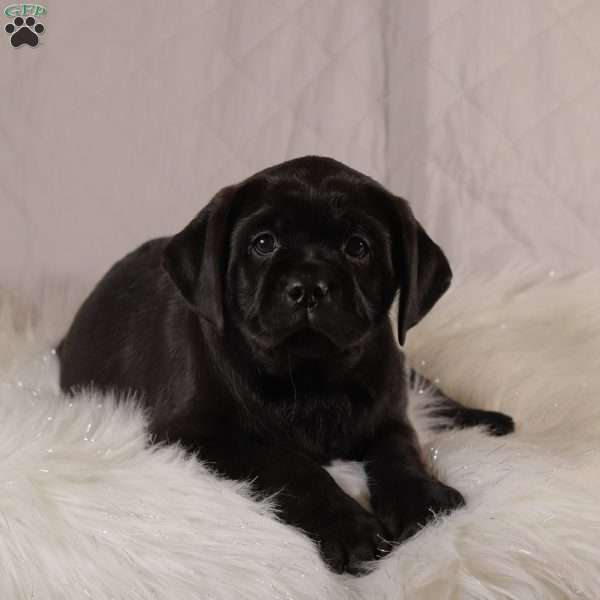 Parker, Pug Mix Puppy