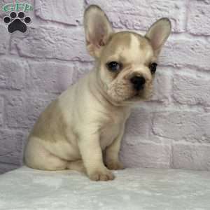 Rambo, French Bulldog Puppy