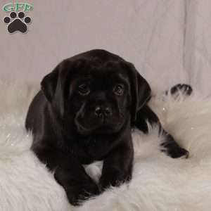 Parker, Pug Mix Puppy