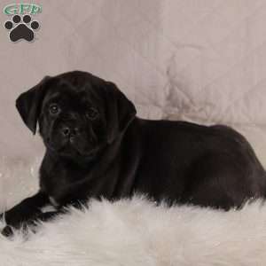 Parker, Pug Mix Puppy