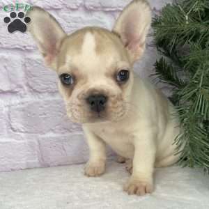 Rambo, French Bulldog Puppy