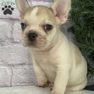 Rambo, French Bulldog Puppy