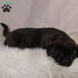 Parker, Pug Mix Puppy