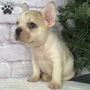 Rambo, French Bulldog Puppy