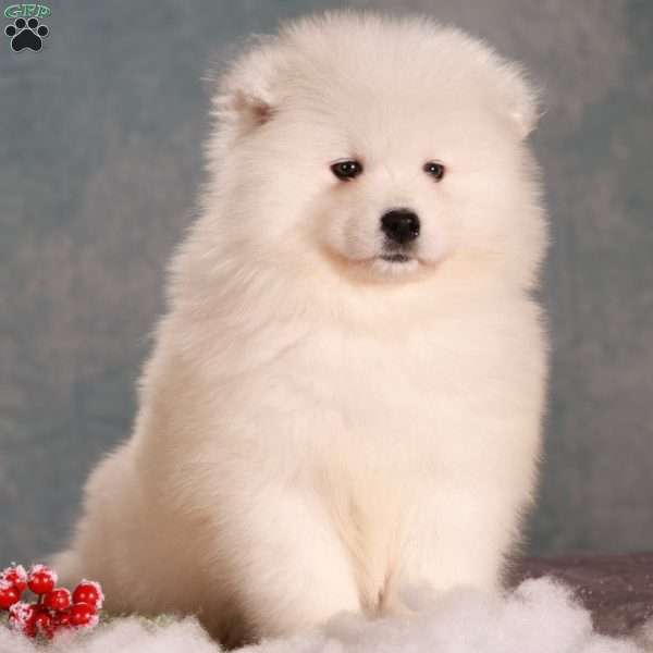 Zane, Samoyed Puppy