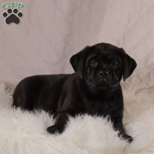 Parker, Pug Mix Puppy