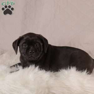 Reese, Pug Mix Puppy