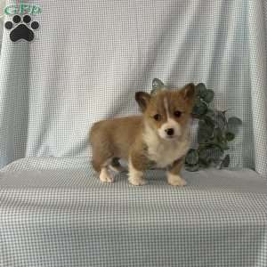 Poppi, Pembroke Welsh Corgi Puppy