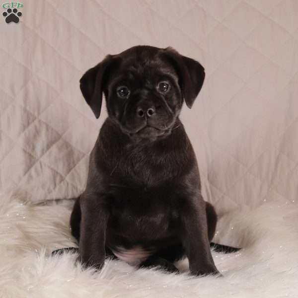 Reese, Pug Mix Puppy