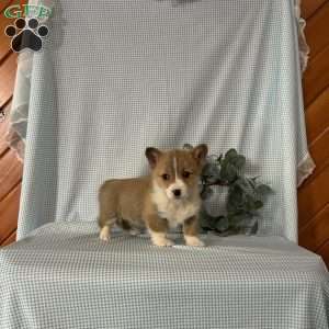 Poppi, Pembroke Welsh Corgi Puppy