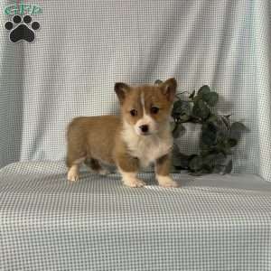 Poppi, Pembroke Welsh Corgi Puppy