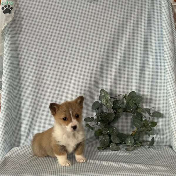 Poppi, Pembroke Welsh Corgi Puppy