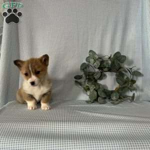Poppi, Pembroke Welsh Corgi Puppy