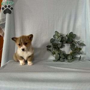Poppi, Pembroke Welsh Corgi Puppy