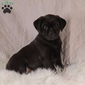 Reese, Pug Mix Puppy