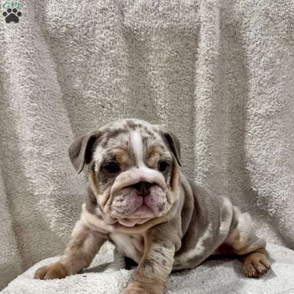 Greta, English Bulldog Puppy
