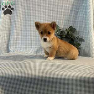 Violet, Pembroke Welsh Corgi Puppy