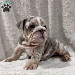 Greta, English Bulldog Puppy