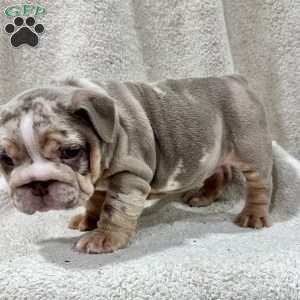 Greta, English Bulldog Puppy