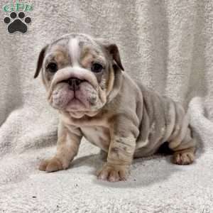 Greta, English Bulldog Puppy