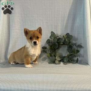 Violet, Pembroke Welsh Corgi Puppy
