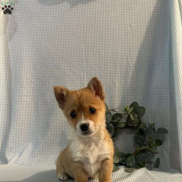 Violet, Pembroke Welsh Corgi Puppy