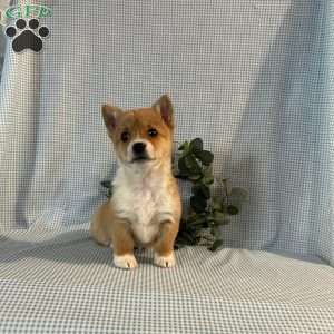 Violet, Pembroke Welsh Corgi Puppy