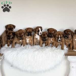 Daisy, Boxador Puppy