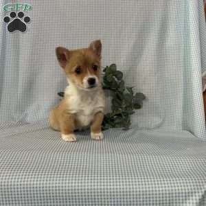 Violet, Pembroke Welsh Corgi Puppy