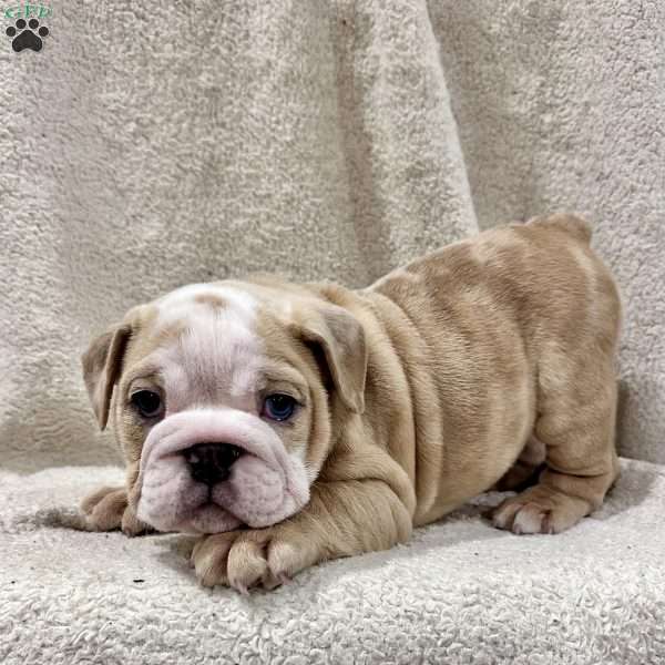 Winnie, English Bulldog Puppy
