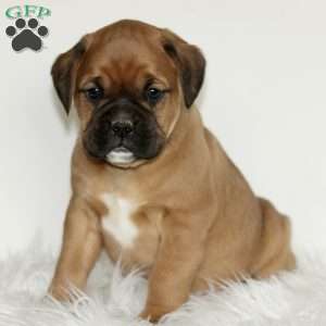 Dexter, Boxador Puppy