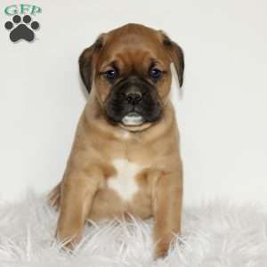 Dexter, Boxador Puppy