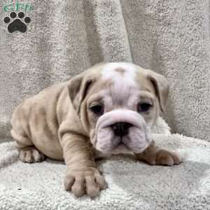 Winnie, English Bulldog Puppy