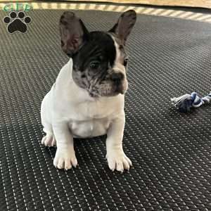 Piper, French Bulldog Puppy