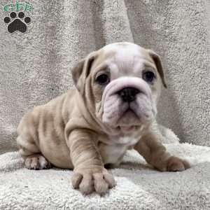 Winnie, English Bulldog Puppy