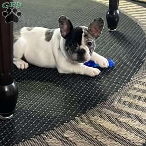 Piper, French Bulldog Puppy