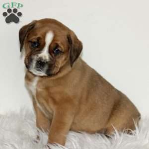 Diesel, Boxador Puppy