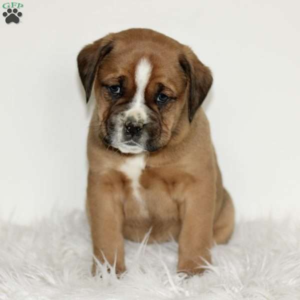 Diesel, Boxador Puppy